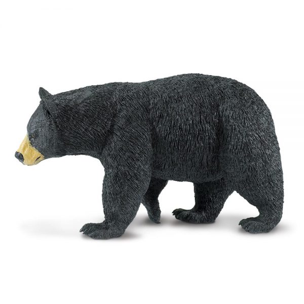 דוב שחור אמריקני הסדרה הגדולה